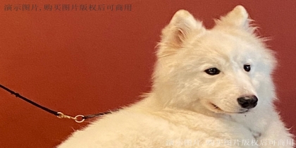 PROFESSIONAL 
DESIGN TEAM